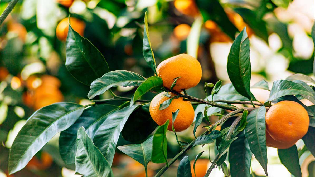 plant-trends-urban-rural-landscape-designer